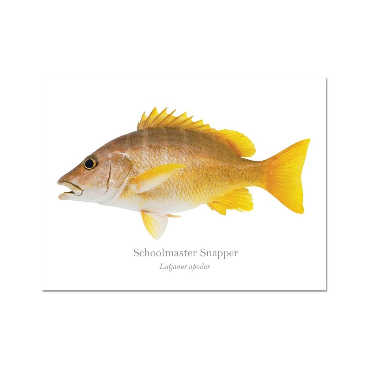 Schoolmaster Snapper - Art Print - With Scientific Name - madfishlab.com