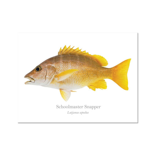 Schoolmaster Snapper - Art Print - With Scientific Name - madfishlab.com