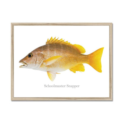 Schoolmaster Snapper - Framed Print - madfishlab.com