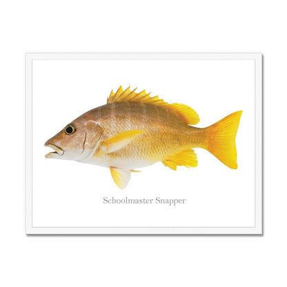 Schoolmaster Snapper - Framed Print - madfishlab.com