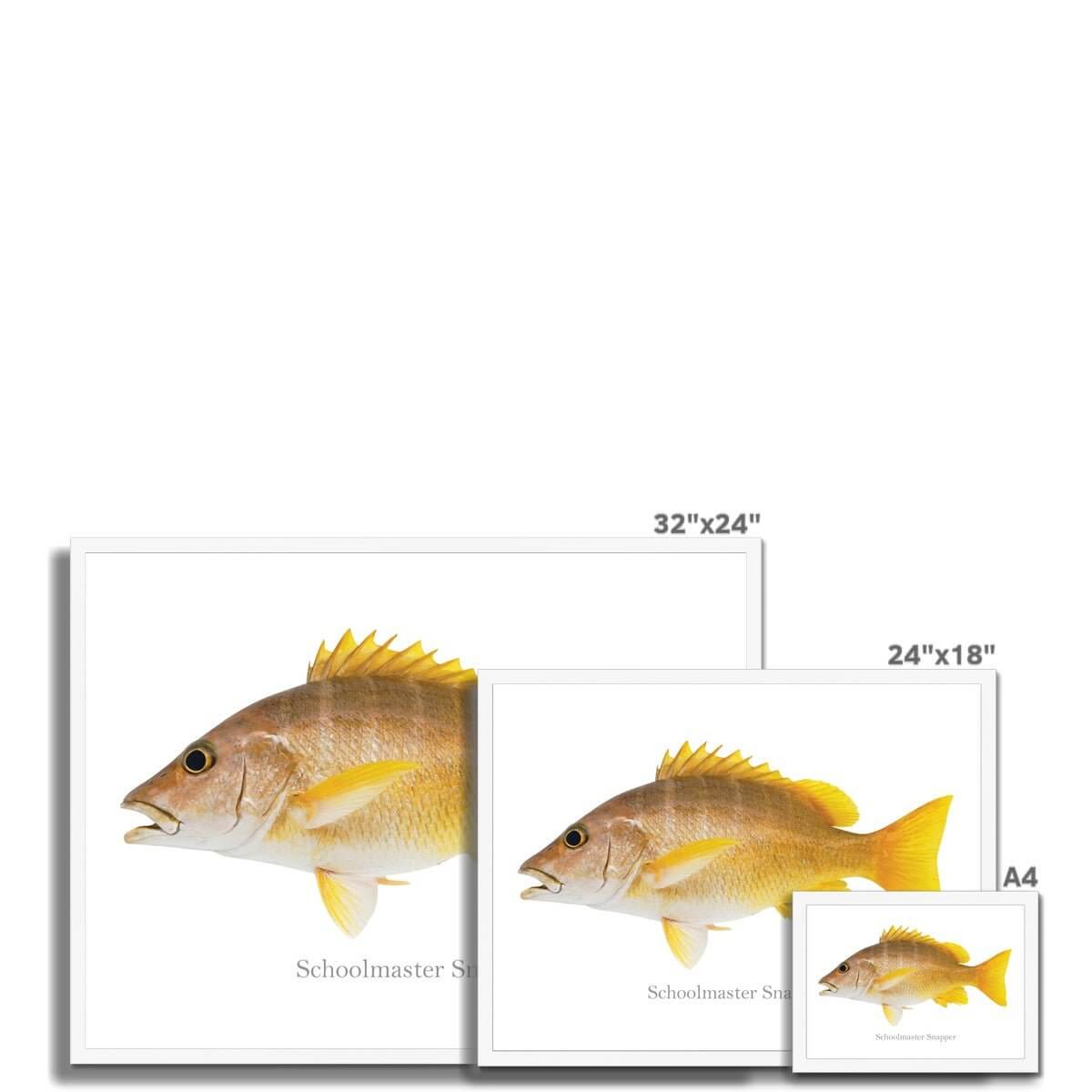 Schoolmaster Snapper - Framed Print - madfishlab.com