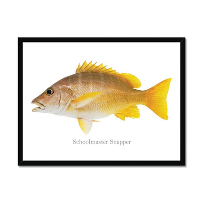 Schoolmaster Snapper - Framed Print - madfishlab.com