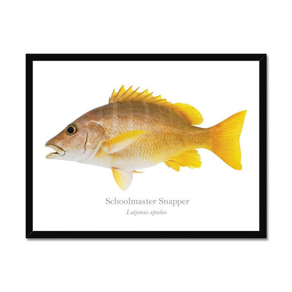 Schoolmaster Snapper - Framed Print - With Scientific Name - madfishlab.com