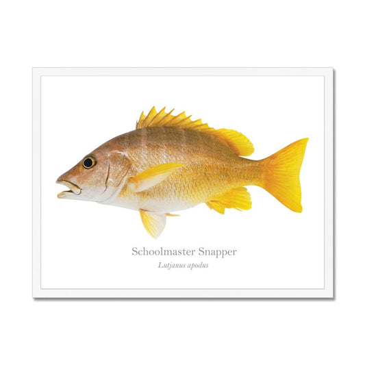 Schoolmaster Snapper - Framed Print - With Scientific Name - madfishlab.com