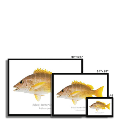 Schoolmaster Snapper - Framed Print - With Scientific Name - madfishlab.com