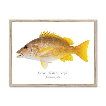 Schoolmaster Snapper - Framed Print - With Scientific Name - madfishlab.com