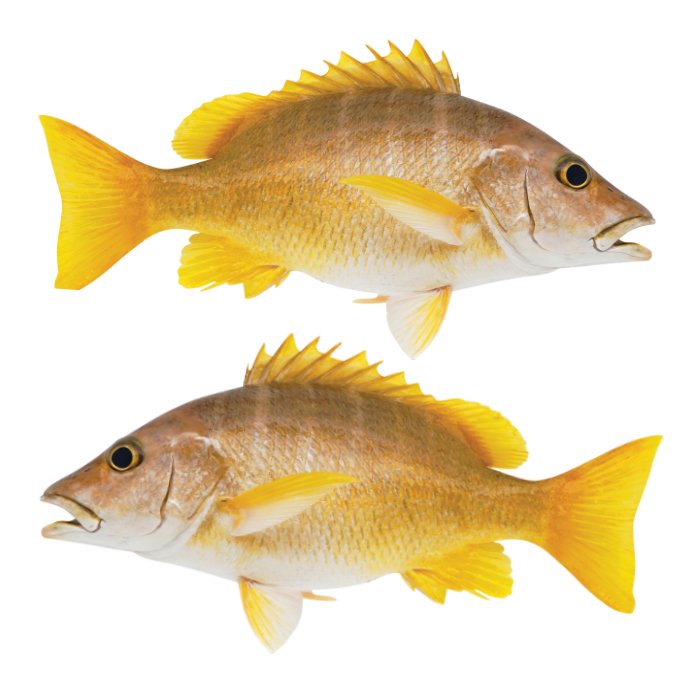 Schoolmaster Snapper Large Decals, Stickers | 16-60" | Left/Right Facing - madfishlab.com