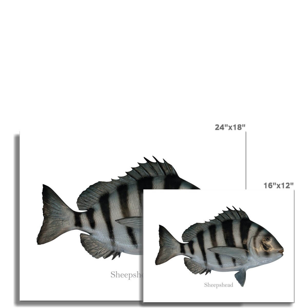 Sheepshead - Art Print - madfishlab.com