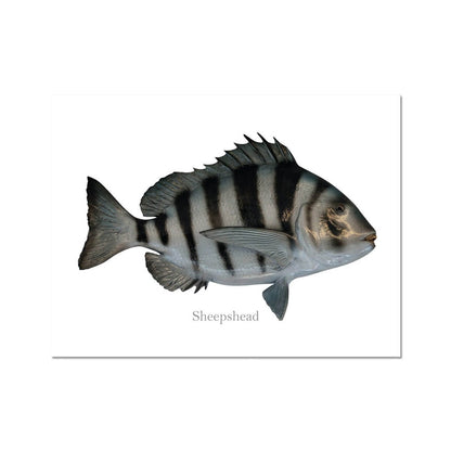 Sheepshead - Art Print - madfishlab.com