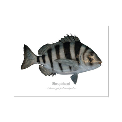 Sheepshead - Art Print - With Scientific Name - madfishlab.com