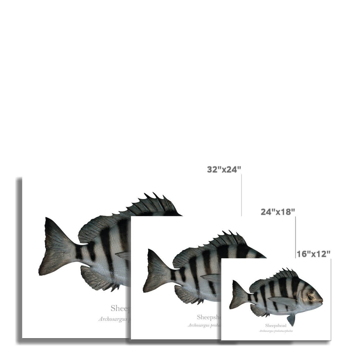 Sheepshead - Art Print - With Scientific Name - madfishlab.com