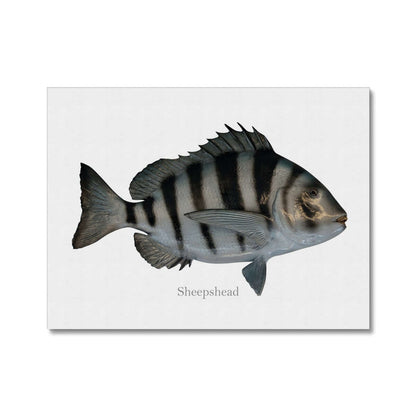 Sheepshead - Canvas Print - madfishlab.com