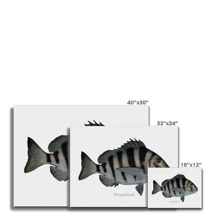 Sheepshead - Canvas Print - madfishlab.com