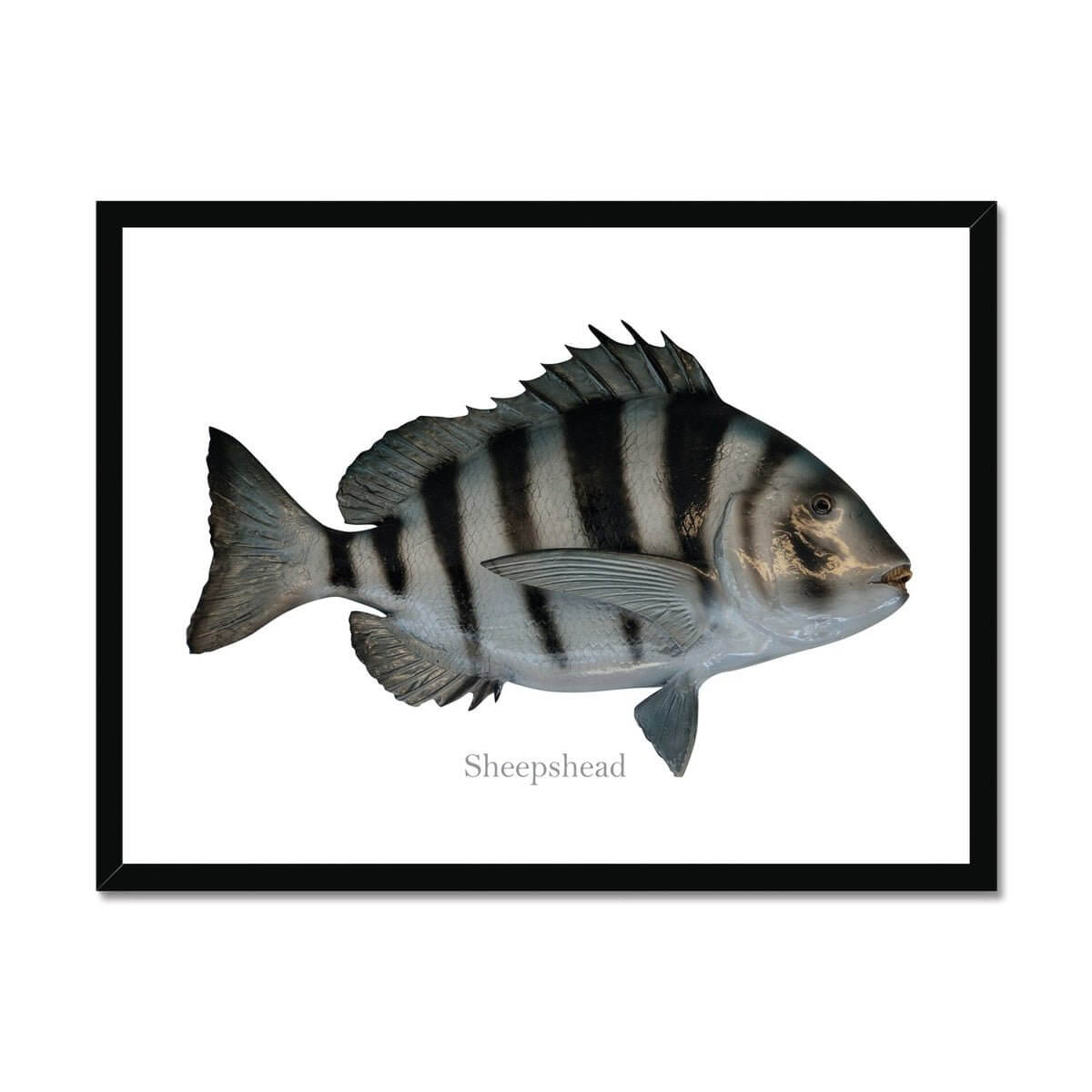 Sheepshead - Framed Print - madfishlab.com