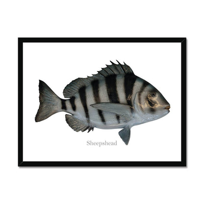 Sheepshead - Framed Print - madfishlab.com