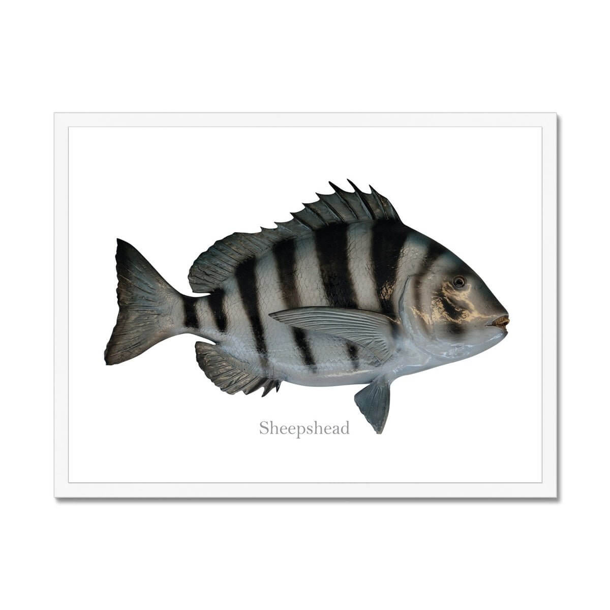 Sheepshead - Framed Print - madfishlab.com