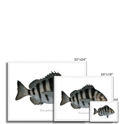 Sheepshead - Framed Print - madfishlab.com