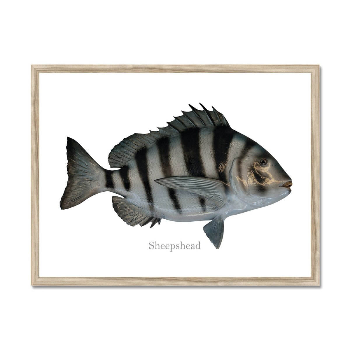 Sheepshead - Framed Print - madfishlab.com