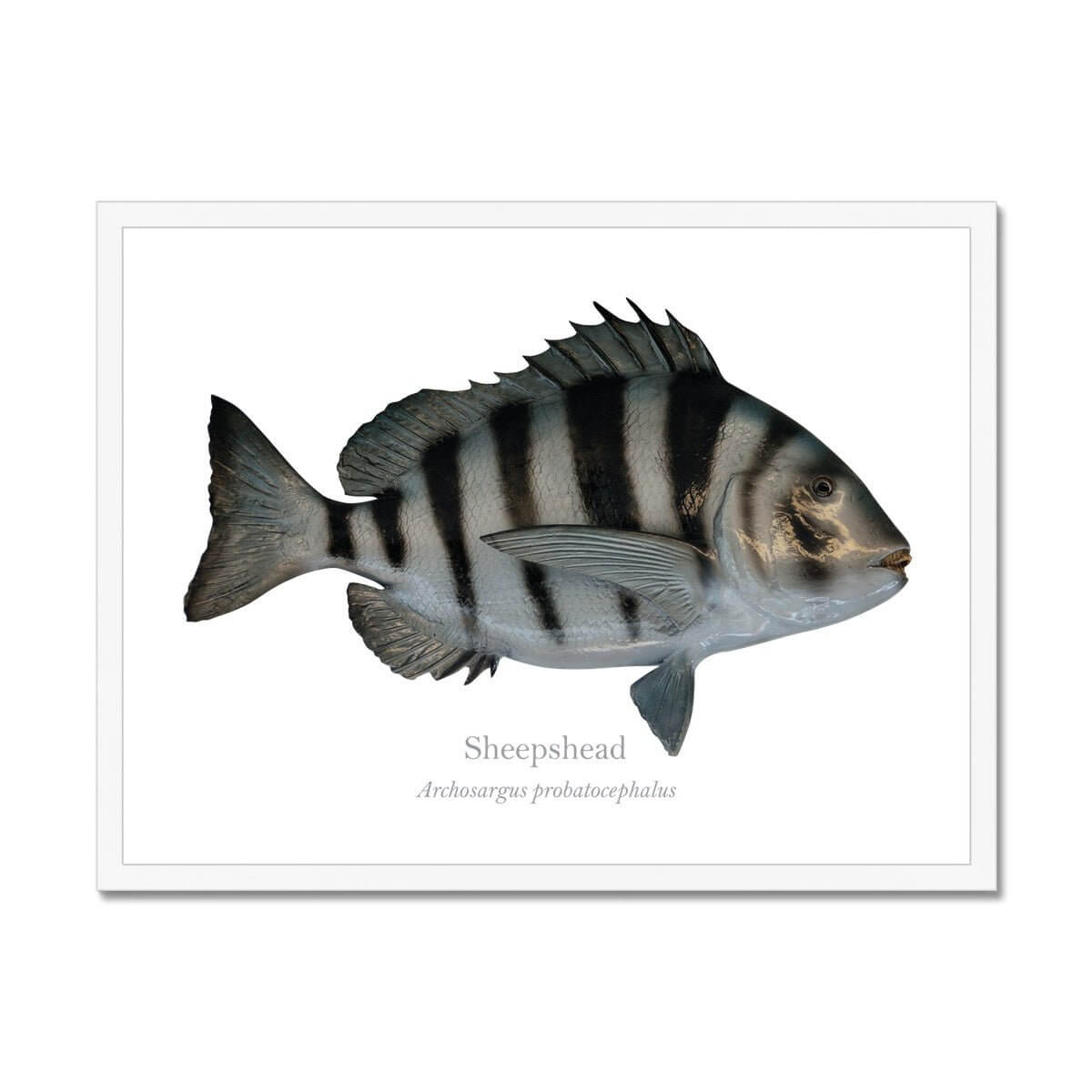 Sheepshead - Framed Print - With Scientific Name - madfishlab.com