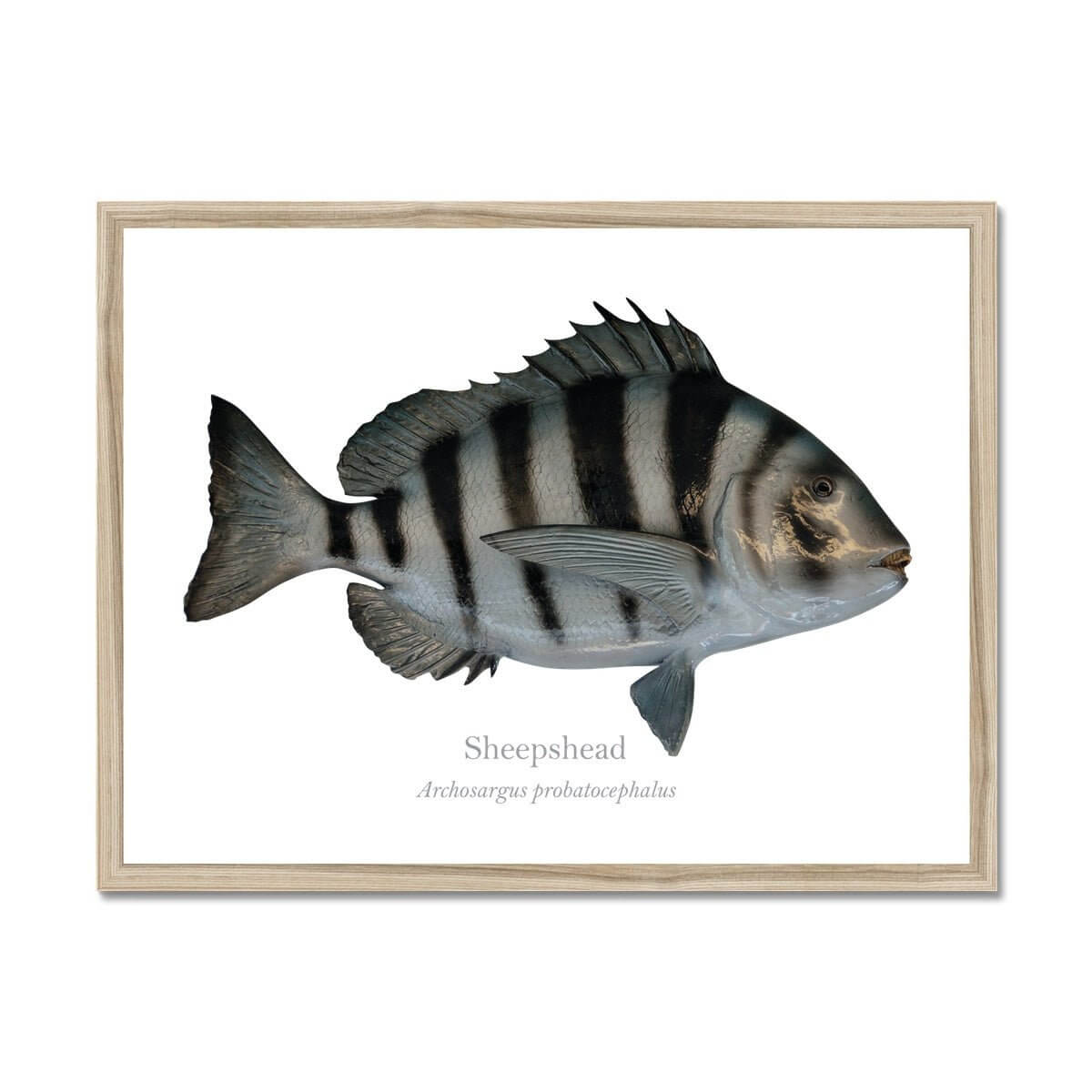 Sheepshead - Framed Print - With Scientific Name - madfishlab.com