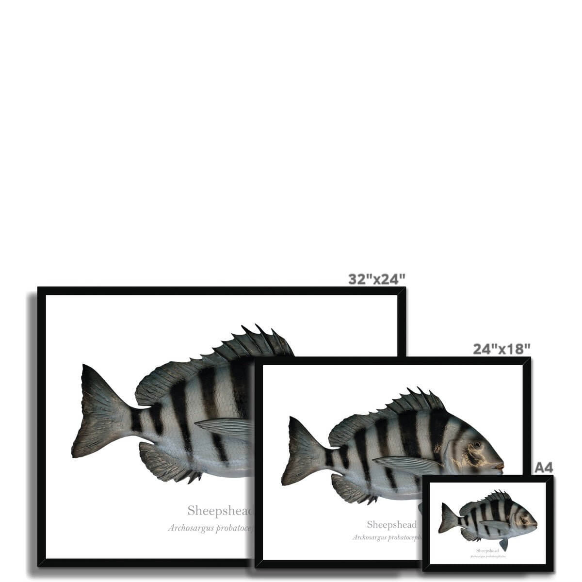 Sheepshead - Framed Print - With Scientific Name - madfishlab.com