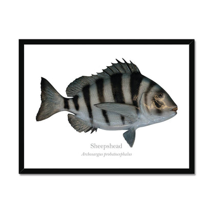 Sheepshead - Framed Print - With Scientific Name - madfishlab.com