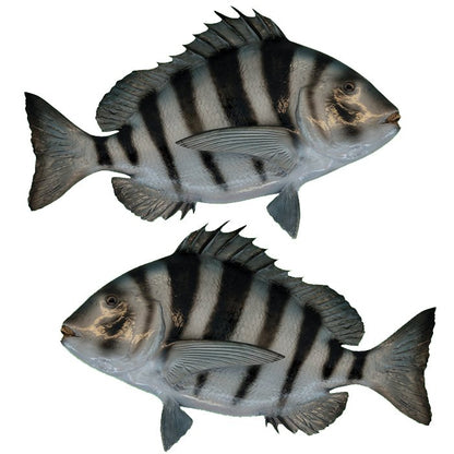 Sheepshead Large Decals, Stickers | 16-60" | Left/Right Facing - madfishlab.com