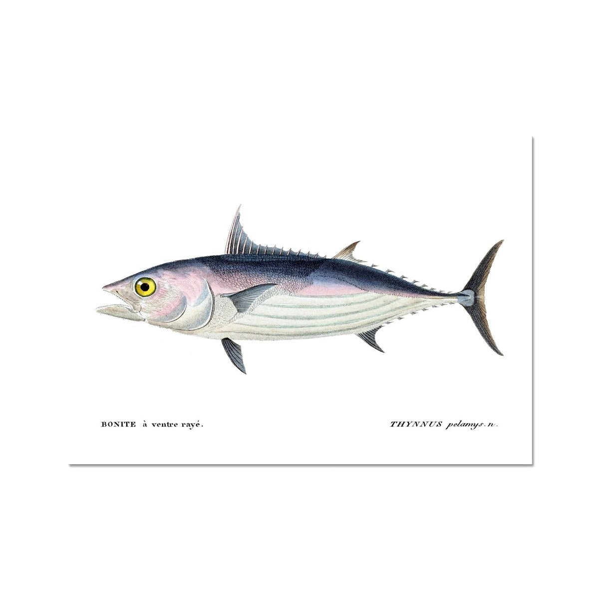 Skipjack Tuna - Vintage Art Print - madfishlab.com