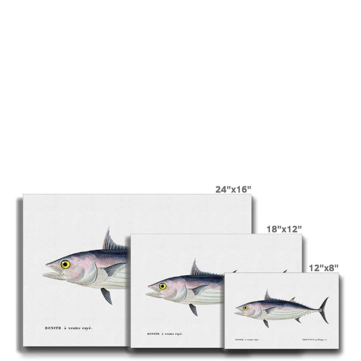 Skipjack Tuna - Vintage Canvas - madfishlab.com