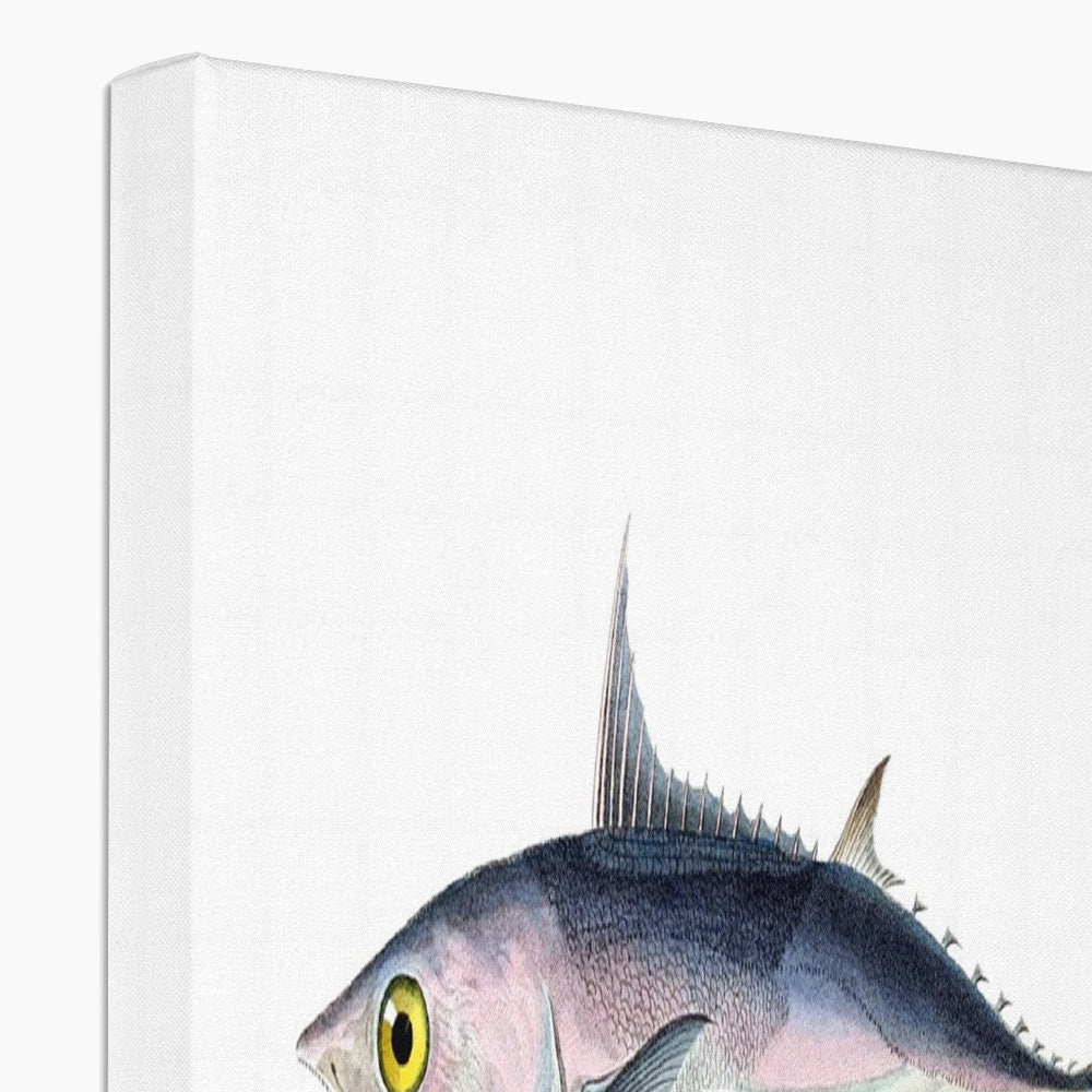 Skipjack Tuna - Vintage Canvas - madfishlab.com