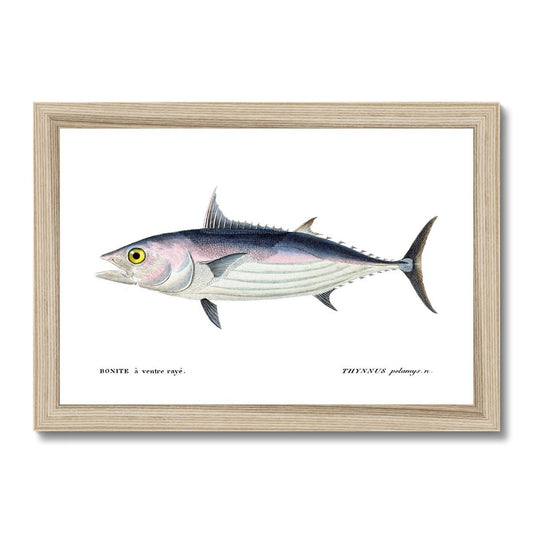 Skipjack Tuna - Vintage Framed Print - madfishlab.com
