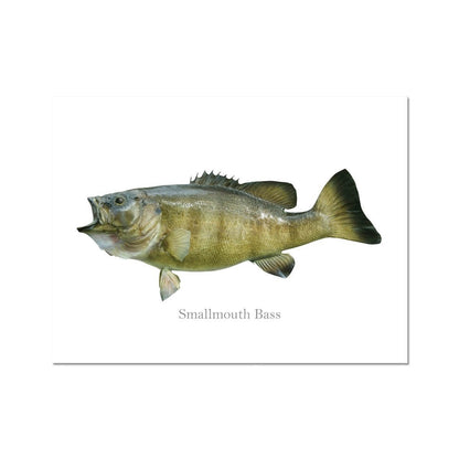 Smallmouth Bass - Art Print - madfishlab.com