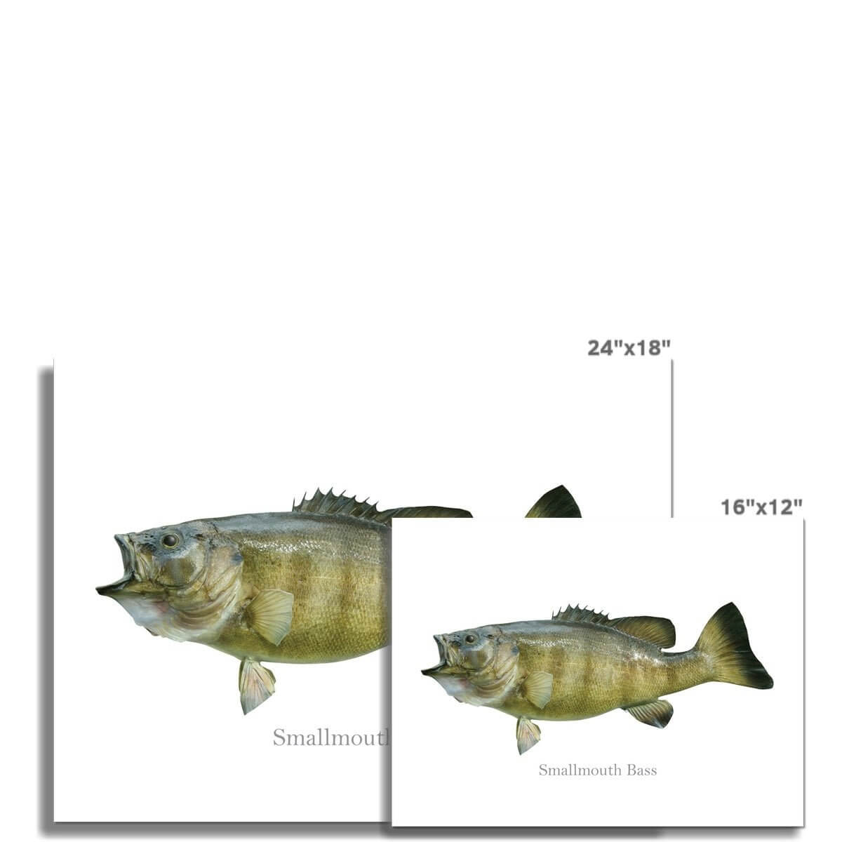 Smallmouth Bass - Art Print - madfishlab.com