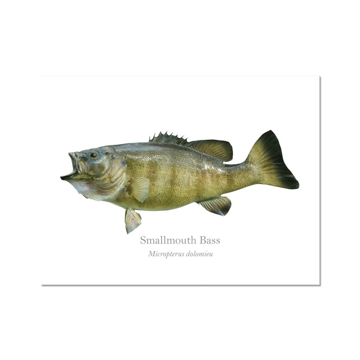 Smallmouth Bass - Art Print - With Scientific Name - madfishlab.com