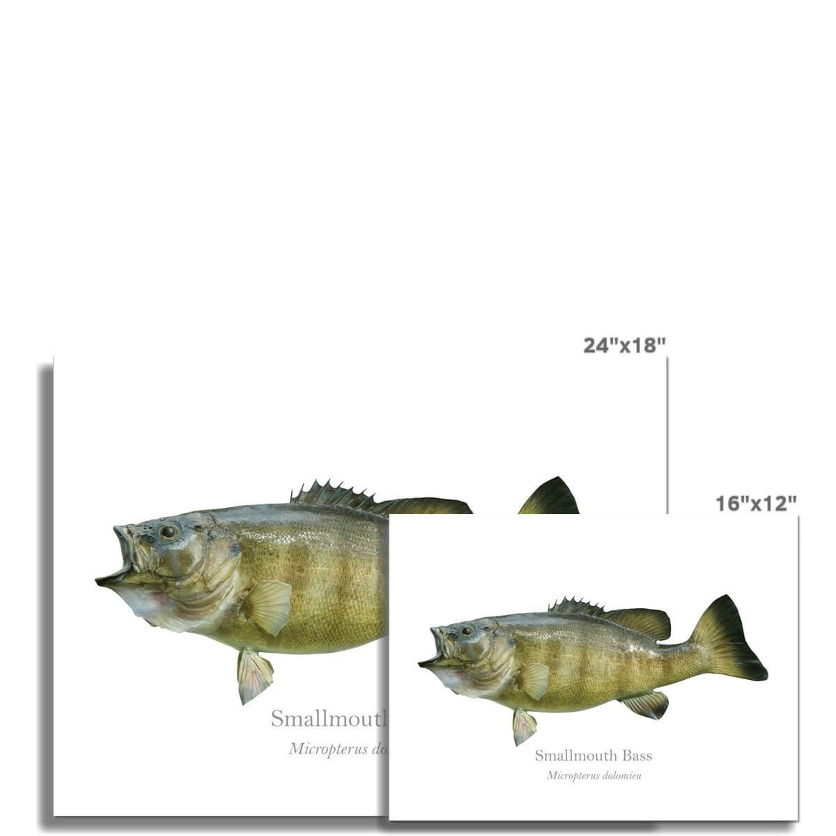 Smallmouth Bass - Art Print - With Scientific Name - madfishlab.com