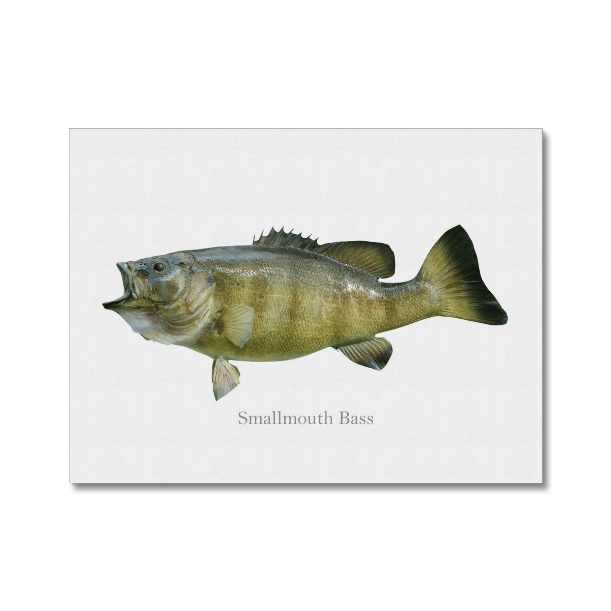 Smallmouth Bass - Canvas Print - madfishlab.com