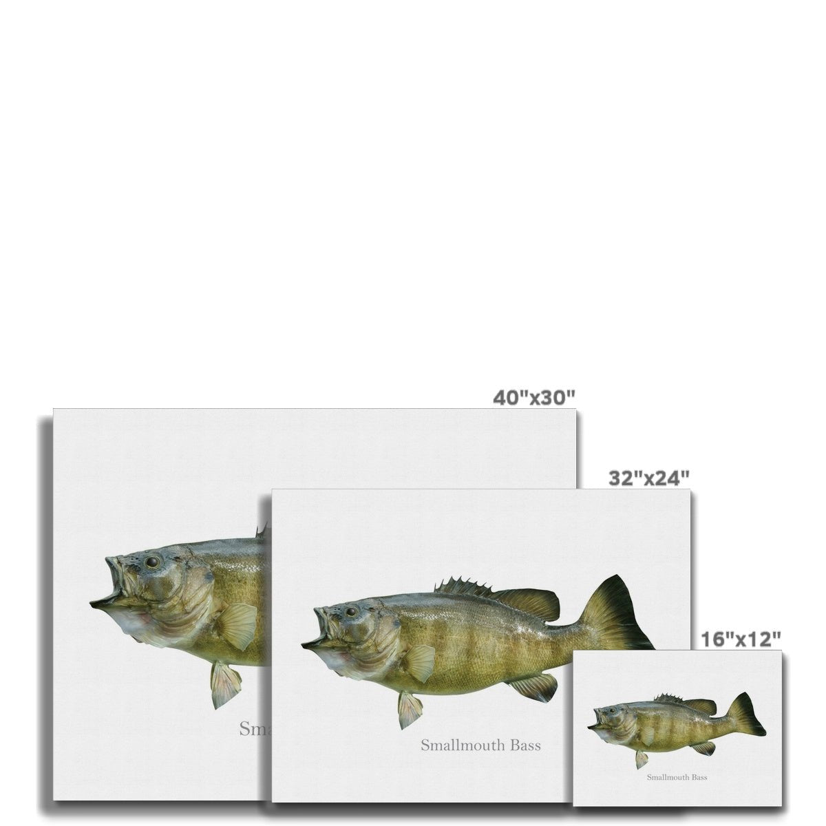 Smallmouth Bass - Canvas Print - madfishlab.com