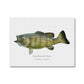 Smallmouth Bass - Canvas Print - With Scientific Name - madfishlab.com