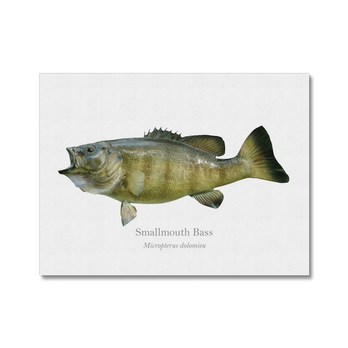 Smallmouth Bass - Canvas Print - With Scientific Name - madfishlab.com
