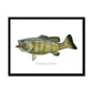 Smallmouth Bass - Framed Print - madfishlab.com