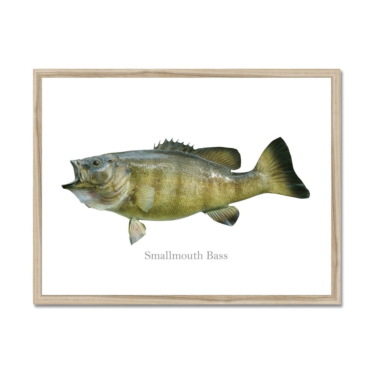 Smallmouth Bass - Framed Print - madfishlab.com