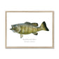 Smallmouth Bass - Framed Print - With Scientific Name - madfishlab.com