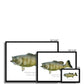 Smallmouth Bass - Framed Print - With Scientific Name - madfishlab.com