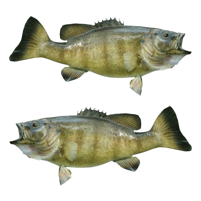 Smallmouth Bass Large Decals, Stickers | 16-60" | Left/Right Facing - madfishlab.com