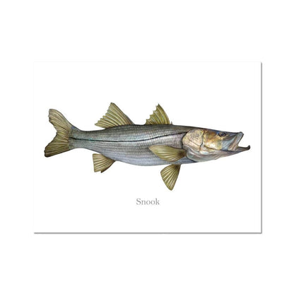 Snook - Art Print - madfishlab.com