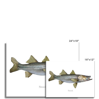 Snook - Art Print - madfishlab.com