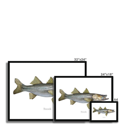 Snook - Framed Print - madfishlab.com