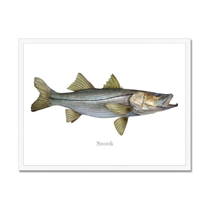 Snook - Framed Print - madfishlab.com