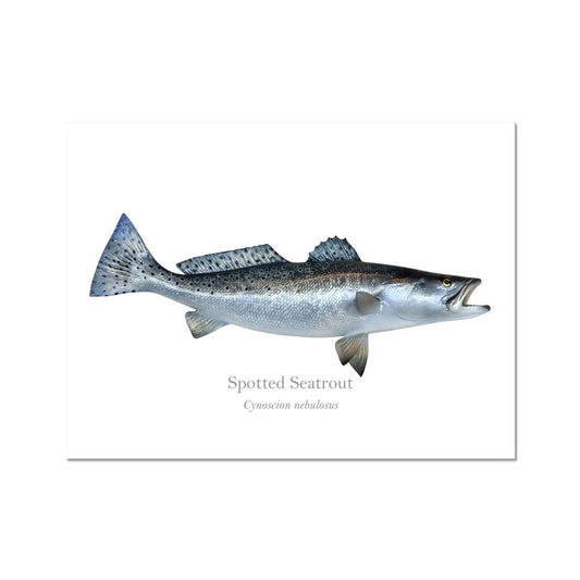 Spotted Seatrout - Art Print - With Scientific Name - madfishlab.com