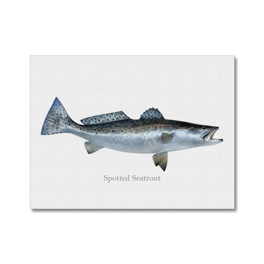 Spotted Seatrout - Canvas Print - madfishlab.com